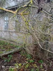 1/3 доля в праве на жилой дом по адресу: Ленинградская область, г. Гатчина, ул. Островского, д. 29, кадастровый номер 47:25:0109039:47, общей площадью 86,2 кв. м с 1/3 долей в праве на земельный участок общей площадью 608 кв. м с кадастровым номером 47:25:0109039:23, категория земель: земли…