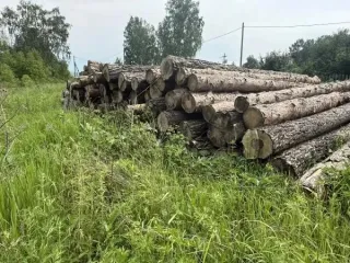 Древесина сосна 126,35 куб.м., Красноярский край, Березовский район 53 хлыста древесины породы сосна, в объеме 126,35 куб.м. (1181 ВД/МВД/СО) 53 хлыста древесины породы сосна, в объеме 126,35 куб.м. Древесина хвойной породы. Местонахождение: Красноярский край, Березовский район, Маганское…