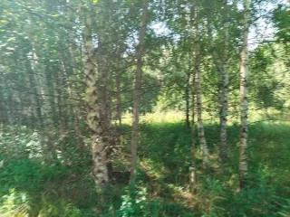 Земельный участок площадью 1530 кв.м., с кадастровым номером 52:07:0600032:614, местоположение установлено относительно ориентира, расположенного в границах участка. Почтовый адрес ориентира: Нижегородская обл., р-н Сокольский, с/с Волжский, д. Рошвенская, ул. Цветочная, д 17. Основной вид…