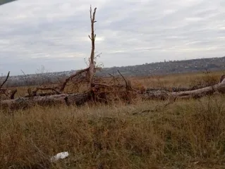Выкорчеванные деревья 631к. Количество и породный состав древесины: -