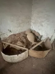 Нежилое здание 1071,33 кв.м, участок 22000 кв.м, Дагестан Кадастровый номер здания 05:35:000002:1861, земельного участка 05:35:000002:1186 Имущество расположено по адресу: РФ, Республика Дагестан, Унцукульский район, с. Унцукуль.