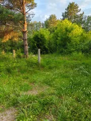 Земельный участок площадью 76942 ± 2427 кв. м, кадастровый номер 60:17:0081707:26. Местоположение установлено относительно ориентира, расположенного в границах участка. Ориентир уч. Ольгино. Участок находится примерно в районе по направлению на северо-запад от ориентира. Почтовый адрес ориентира…