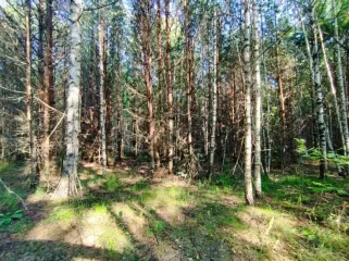 Земельный участок, 495300 кв.м, Нижегородская область, Сокольский район Имущество АО «КАПИТАЛ АСИСТАНС»: земельный участок, кадастровый номер 52:07:0800006:1592, 495300 кв.м. Земельный участок для индивидуального жилищного строительства, земли населенных пунктов, кадастровый номер…