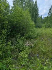 Земельный участок (с/х назначения, 1741 кв. м), Вологодская область, Шекснинский р-н земельный участок, находящийся в федеральной собственности, с кадастровым номером 35:23:0102046:331 площадью 1741 кв. м, категория земель - земли сельскохозяйственного назначения, вид разрешенного использования –…