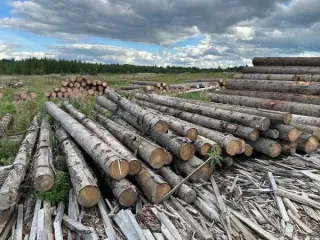 Древесина породы ель в штабеле объемом 11,185 м3, 37 отрезков длиной 6 метров каждый. Количество и породный состав древесины: древесина породы ель в штабеле объемом 11,185 м3