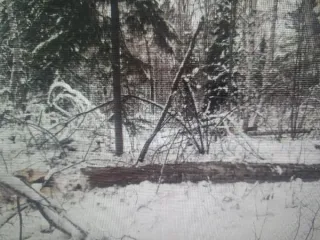 Береза 9.21 м3. Красноярский край, Мотыгинский район (544 ВД/МВД/СО). 5 стволов.