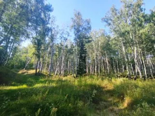 Земельный участок, 495300 кв.м, Нижегородская область, Сокольский район Имущество АО «КАПИТАЛ АСИСТАНС»: земельный участок, кадастровый номер 52:07:0800006:1592, 495300 кв.м. Земельный участок для индивидуального жилищного строительства, земли населенных пунктов, кадастровый номер…