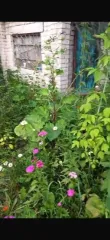 Жилое строение 15 кв.м. и участок 400 кв.м., Челябинская обл. Здание 15 кв.м. и земельный участок 400 кв.м. в Челябинске еще Жилое строение без права регистрации проживания, расположенное на садовом земельном, площадь 15 кв.м., назначение: Нежилое, количество этажей: 1, адрес (местонахождение)…