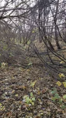 Участок 3900 м² и дом 40.4 м² в селе Нагольное, Пристенский район, Курская область, улица Нижнее Загородье, дом 20. Граница земельного участка не установлена в соответствии с требованиями земельного законодательства. Покупатель несет расходы по межеванию границ земельного участка, оплате госпошлины…