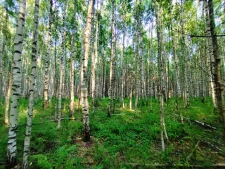 Земельный участок, 495300 кв.м, Нижегородская область, Сокольский район Имущество АО «КАПИТАЛ АСИСТАНС»: земельный участок, кадастровый номер 52:07:0800006:1592, 495300 кв.м. Земельный участок для индивидуального жилищного строительства, земли населенных пунктов, кадастровый номер…