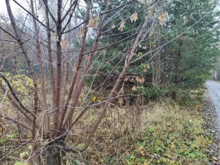 Земельный участок 621 кв.м, Московская область. Кадастровый номер 50:23:0020271:2407. Вид разрешённого использования 2.2.