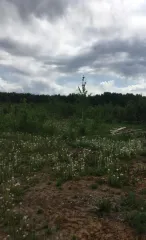 1/4 доли земельного участка Виды разрешенного использования объекта недвижимости:: Для ведения личного подсобного хозяйства (приусадебный земельный участок); 10,1 кв.м., вид права: Общая долевая собственность, доля в праве 1/4, кадастровый (условный) номер 59:24:3600102:2199, адрес: Российская…