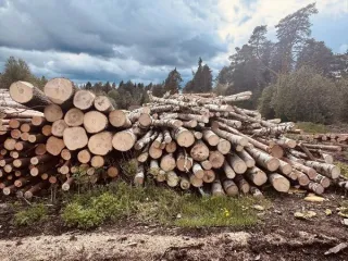 Древесина сосна, ель, береза, осина, 93 м3 Древесина различных пород деревьев в штабеле общим объемом 93 м3, а именно: 262 сортимента древесины породы сосна общим объемом 49,563 м3; 98 сортиментов древесины породы ель общим объемом 13,319 м3; 86 сортиментов древесины породы береза общим объемом…