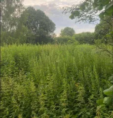 Земельный участок 550 кв.м для садоводства, Московская область, Талдомский район, СНТ "Чистые пруды" юго-восточнее деревни Доброволец, участок 6 (не замежеван). Кадастровый номер 50:01:0060119:7. Собственность.