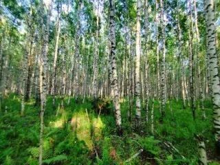 Земельный участок, 495300 кв.м, Нижегородская область, Сокольский район Имущество АО «КАПИТАЛ АСИСТАНС»: земельный участок, кадастровый номер 52:07:0800006:1592, 495300 кв.м. Земельный участок для индивидуального жилищного строительства, земли населенных пунктов, кадастровый номер…