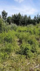 Объект незавершенного строительства площадью 85,3 кв.м, назначение: Нежилое, адрес: Россия, Нижегородская область, Городецкий район, поселок имени Тимирязева, улица Советская, дом 63, кадастровый номер: 52:15:0070321:561, вид собственности: индивидуальная. На земельном участке площадью 1500 кв.м…