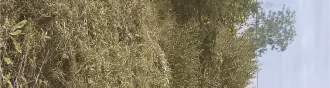 Земельный участок с кадастровым номером 72:01:0104001:594, площадью 493 +/  16 кв. м, расположенный по адресу: Тюменская область, Абатский район, территория СНТ «Строитель», ул. № 7, участок 18, с расположенным на нем кирпичным строением  дачный дом  площадью 16 кв. м. Земельный участок с…