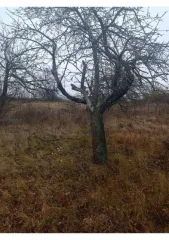 Земельный участок площадью 600 кв.м, расположенный по адресу: Курская область, Курский район, Полевской сельсовет, ул. Набережная, д. 143. Кадастровый номер: 46:11:150206:648. В Едином государственном реестре недвижимости отсутствуют сведения о местоположении границ земельного участка. Регистрация…