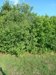Жилое здание площадью 51,6 кв.м. по адресу: Саратовская область, г. Петровск, ул. Панфилова, д. 80, кадастровый номер: 64:45:030116:56. Согласно решению суда, дом разделен на доли по 1/2 между должником и супругом, перерегистрация не проведена. Дом заброшен, находится в ветхом состоянии, внутри…