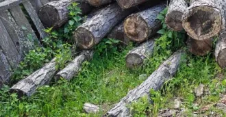 Бензопилы: Husqvarna 240, Stihl MS 180, Stihl MS 180, Huter, Stihl MS 180/С, Husqvarna 240; принтер HP (Hewlett-Packard) DeskJet 2632; ноутбук Lenovo 2 шт; деревянные столбы 7 шт; дровяная древесина породы Лиственница 0,71 куб.м; дровяная древесина породы Лиственница 2,39 куб.м; деловая древесина…