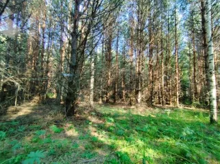Земельный участок, 495300 кв.м, Нижегородская область, Сокольский район Имущество АО «КАПИТАЛ АСИСТАНС»: земельный участок, кадастровый номер 52:07:0800006:1592, 495300 кв.м. Земельный участок для индивидуального жилищного строительства, земли населенных пунктов, кадастровый номер…