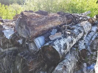 Бревна берёзовые 95 штук