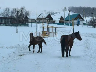 Земельный участок в Башкортостане, 1104 кв.м, площадь: 1104 кв.м, назначение: земли населенных пунктов, кадастровый номер 02:25:060301:26, адрес: Россия, Респ Башкортостан, р-н Зилаирский, д. Кадырша, Акмуллы, дом 26, вид собственности: индивидуальная.