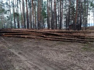 Древесина сосны, ели, березы, осины, ольхи 1709,05 м³ в Чувашии. Куб.м. всего/деловой: сосна – 1654,51/603,26, ель - 0,06/0,0, береза - 42,71/2,22, осина 3,81/0,0, ольха серая - 1,14/0,0. Итого: 1709,05/916,62. Получена при расчистке охранной зоны линий электропередач на территории Чебоксарского…