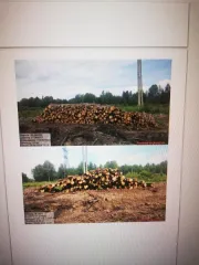 Береза – 139,3 куб.м (деловая: средняя – 36,9 куб.м, мелкая – 3,3 куб.м, дровяная – 99,1 куб.м), осина – 15,9 куб.м (дровяная – 15,9 куб.м), ольха серая – 13,7 куб.м (дровяная – 13,7 куб.м), ольха черная – 214,8 куб.м (дровяная – 214,8 куб.м).