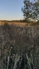 Земельный участок 700 кв.м во Владимирской области, Вязниковский район, деревня Желнино. Кадастровый номер 33:08:190106:55. В ЕГРН отсутствуют сведения о местоположении границ земельного участка. Регистрация перехода права собственности возможна только после межевания и внесения сведений о границах…