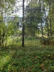 Земельный участок площадью 5000 кв.м. Кадастровый номер: 37:22:020126:43. Расположен в Ивановской области, Юрьевецкий район, деревня Коурцево, дом 14. Категория земель: земли населенных пунктов. Разрешенное использование: для ведения личного подсобного хозяйства.