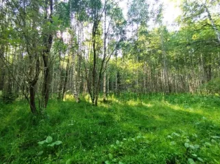 Земельный участок, 495300 кв.м, Нижегородская область, Сокольский район Имущество АО «КАПИТАЛ АСИСТАНС»: земельный участок, кадастровый номер 52:07:0800006:1592, 495300 кв.м. Земельный участок для индивидуального жилищного строительства, земли населенных пунктов, кадастровый номер…