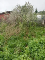 Земельный участок с кадастровым номером 55:36:150426:40, 512 кв.м., адрес: Омская область, г Омск, Центральный АО, СНТ Спектр, участок 232. Виды разрешенного использования объекта недвижимости: Садоводство. Особые отметки: Граница земельного участка не установлена в соответствии с требованиями…