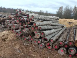 Сортименты древесины ель и сосна, 6 м, штабель 51,556 м³. Сортименты древесины 6 метров различных пород в штабеле общим объемом 51,556 м3: породы ель 99 штук объемом 36,463 м3; породы сосна 48 штук объемом 15,093 м3. 51.55 кубический метр (куб.м). Количество и породный состав древесины: сортименты…