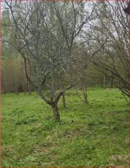 Земельный участок 902 кв.м в Тверской области, Калининский район, сельское поселение Никулинское, СНТ "Надежда", участок 7. Кадастровый номер: 69:10:0244301:7. Вид собственности: индивидуальная.