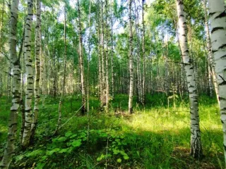 Земельный участок, 495300 кв.м, Нижегородская область, Сокольский район Имущество АО «КАПИТАЛ АСИСТАНС»: земельный участок, кадастровый номер 52:07:0800006:1592, 495300 кв.м. Земельный участок для индивидуального жилищного строительства, земли населенных пунктов, кадастровый номер…