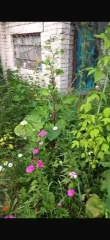 Жилое строение 15 кв.м и земельный участок 400 кв.м, Челябинская обл. Жилое строение без права регистрации проживания, расположенное на садовом земельном участке, площадь 15 кв.м., назначение: нежилое, количество этажей: 1, адрес (местонахождение): Россия, Челябинская обл., г. Челябинск, Ленинский…