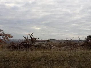 Выкорчеванные деревья 631к. Количество и породный состав древесины: -
