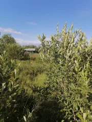 нежилое здание, площадь: 12кв.м, кадастровый номер: 53:20:0100807:13 и право аренды на земельный участок, площадь: 815 кв.м., кадастровый номер: 53:20:0100807:5, категория земель: земли населенных пунктов, вид разрешенного использования: длч индивидуальной жилой застройки, адрес: новгородская…