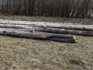 Древесина в виде 10 хлыстов породы осина  (в качестве годных остатков) Древесина породы осина в виде хлыстов, 10 шт, общим объемом 3,147 куб.м. (717/25/КФ, 59-014740-1). Имущество продается в том виде, в каком оно есть, и в случае продажи возврату/обмену не подлежит. За скрытые дефекты имущества…