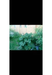 Жилое здание 60 кв.м, нежилое здание 18 кв.м, ЗУ 399 кв.м, Курганская область Дом 60 кв.м, здание 18 кв.м. и земельный участок 399 кв.м. в Кургане еще Дом 60 кв.м, здание 18 кв.м. и земельный участок 399 кв.м. в Кургане еще Жилое здание, площадь: 60кв.м., кадастровый номер: 45:25:090219:366 и…