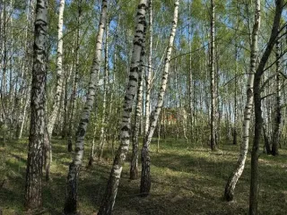 Земельный участок 1171 кв.м, ЛПХ, Московская область, г. Кашира, мкр. Ожерелье, площадью 1171 кв.м, категория земель: «земли населенных пунктов», вид разрешенного использования «для ведения личного подсобного хозяйства (приусадебный земельный участок)», расположенный по адресу: Московская область…