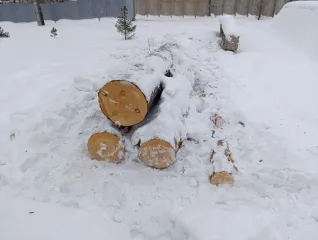 Сосна 4.36 м3 Красноярский край 6 сортиментов древесины породы сосна-4,36м3 Хранится на открытой площадке. Срублен в конце 2024года. Находится в Красноярском крае, 2 сортимента в с. Сухобузимское 4 сортимента п. Большая Мурта.