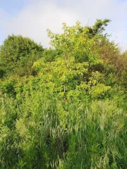 Земельный участок 446 кв.м Челябинская область, площадь 446 кв.м, адрес Российская Федерация, Челябинская область, городской округ Копейский, город Копейск, территория СНТ Кировец, земельный участок 1187, категория земель Земли населенных пунктов, разрешенное использование Для садоводства…