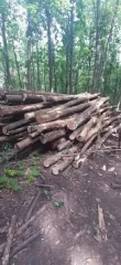 Бревна 209 шт. Бревна 209 шт. 
