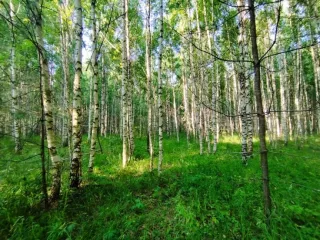 Земельный участок, 495300 кв.м, Нижегородская область, Сокольский район Имущество АО «КАПИТАЛ АСИСТАНС»: земельный участок, кадастровый номер 52:07:0800006:1592, 495300 кв.м. Земельный участок для индивидуального жилищного строительства, земли населенных пунктов, кадастровый номер…