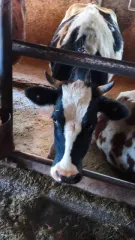 Крупный рогатый скот (коровы, в том числе дойная) в количестве 10 голов, идентификационные номера: 91066, 91060, 83598, RUlal 7Ьас7093024, 2890, 81320, 93054, 2879, 81306, 81312.