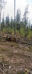 62 хлыста древесины породы береза, 12,4 куб.м., 52 хлыста древесины породы лиственница 11,393 куб.м., 3 хлыста древесины породы ель – 0,504 куб.м., 2 хлыста древесины породы кедр – 0,208 куб.м., 33 хлыста древесины породы сосна – 6,32 куб.м. (1091 ВД/МВД/СО 2026г.) 62 хлыста древесины породы…