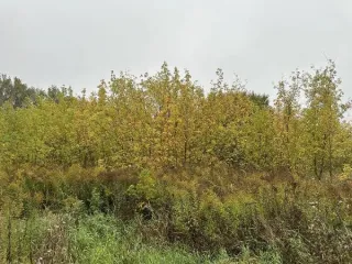 Земельный участок 1500 кв.м кн 50:39:0020208:482 Московская область площадь земельного участка: 1500 кадастровый номер земельного участка: 50:39:0020208:482 основной вид разрешенного использования: 2.1