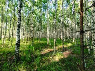 Земельный участок, 495300 кв.м, Нижегородская область, Сокольский район Имущество АО «КАПИТАЛ АСИСТАНС»: земельный участок, кадастровый номер 52:07:0800006:1592, 495300 кв.м. Земельный участок для индивидуального жилищного строительства, земли населенных пунктов, кадастровый номер…